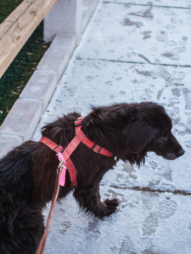 Dog Walking