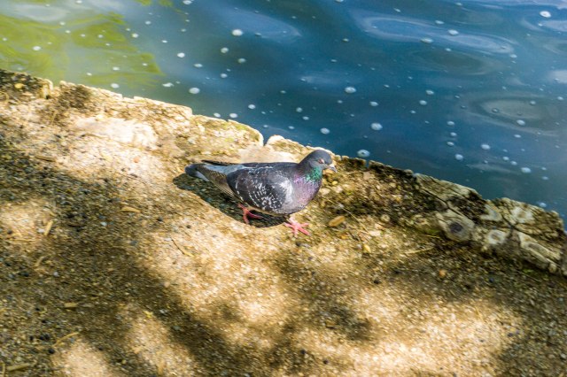 Strolling Bird