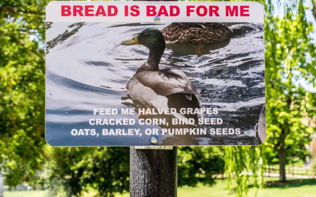 Bread is Bad