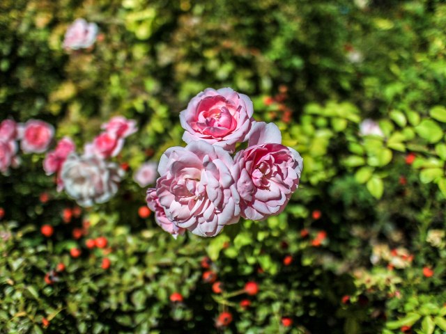 Sometimes you have to stop and smell the roses... or something.