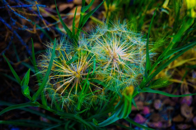 Such small, delicate things. A metaphor for life, I wonder...