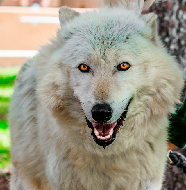 Eyes of the Darewolf.png